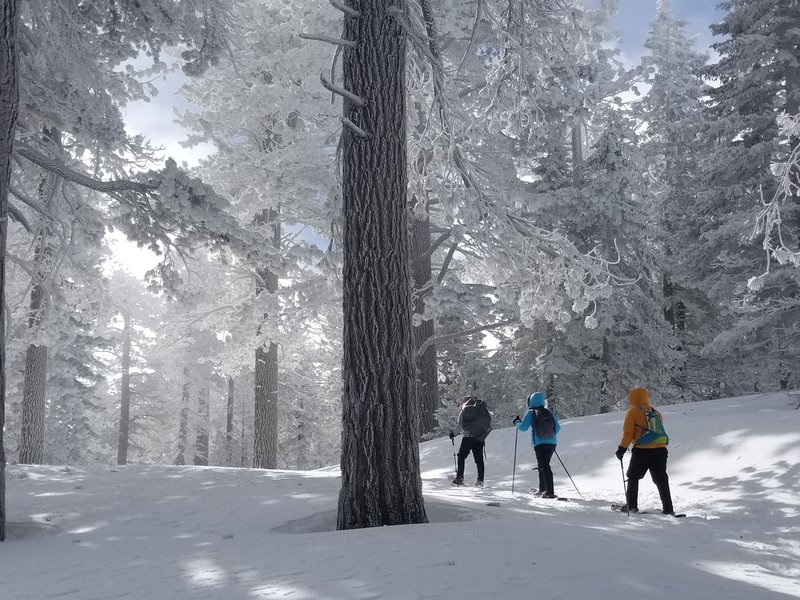 Snowshoeing to Mt. Pinos - February 16, 2018.
