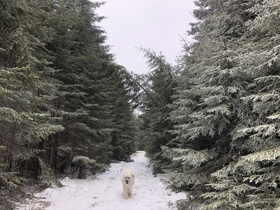 Dog friendly trail.