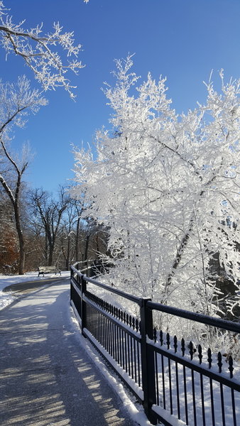 Trees frosted with the 'snow" created by water droplets Minneopa Falls kicks up into the frigid air.