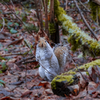 The forest floor is free of snow and the squirrels are going about their daily business.