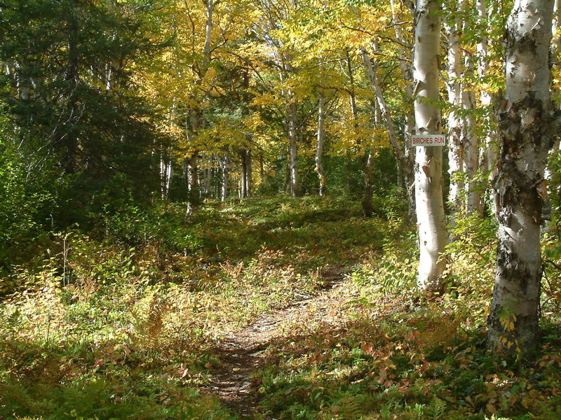 Beginning of Birches Run just off Games Trail