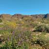 Desert - mountains and wildflowers. Start of Bajada Nature Trail. Cold crystal clear February morning. Plenty of winter rain this year :>)