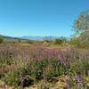 Desert - Lupines going crazy blooming after plenty of winter rain this year. Cold crystal clear February morning on Bajada Nature Trail.