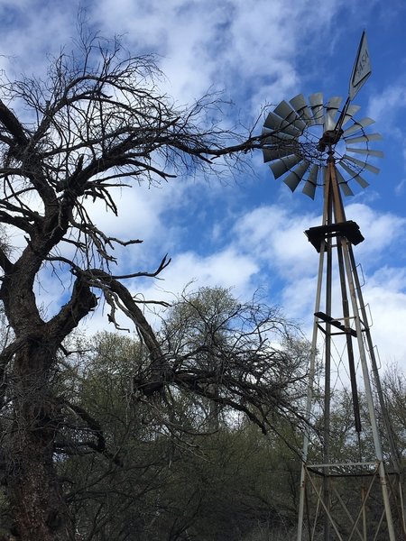 Windmill at Reed's Water