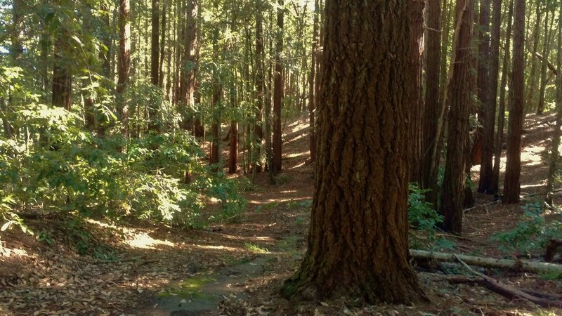 Mixed redwood forest along White's Lagoon Road.