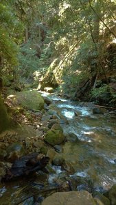 Aptos Creek at the end of Aptos Creek Trail. Five Finger Falls is on the side creek to the left that joins Aptos Creek here.