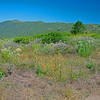 Montara Mountain and fields of flowers from Deer Creek/El Granada Road.