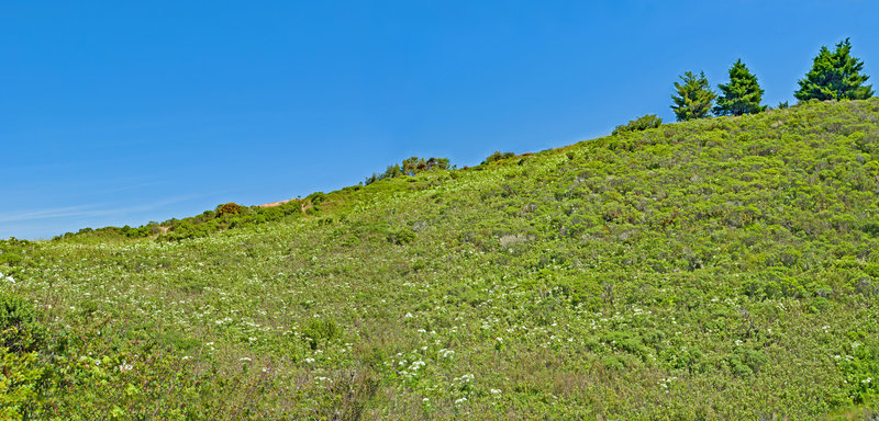 Flowers everywhere in mid-late spring and early summer