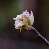 We still have a month before spring arrives, yet buds are already starting to open up.
