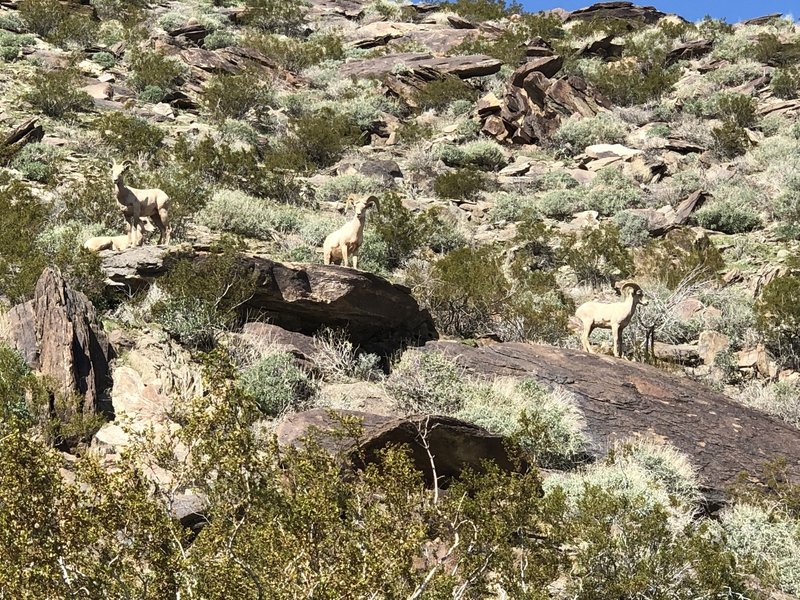 Big horn sheep along the South Lykken Trail.