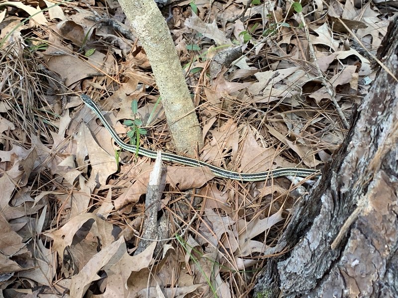 Garter snake along the trail.