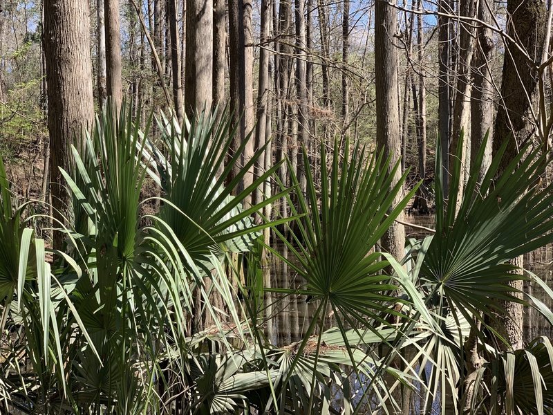 Green foliage along the path.