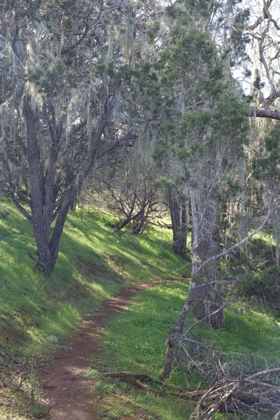 There is some shade underneath the trees along portions of the trail. You can also see the Spanish moss hanging in the trees.