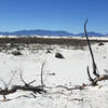 The San Andres Mountains as seen from the Dune Life Nature Trail.