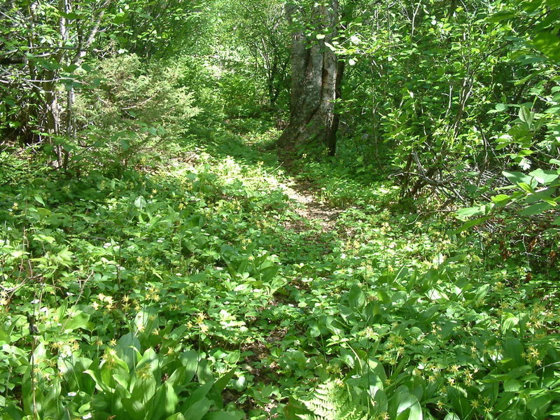 E2 trail in summer accessed by a good connecting trail branching off Chaulk's Run.