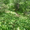 E2 trail in summer accessed by a good connecting trail branching off Chaulk's Run.