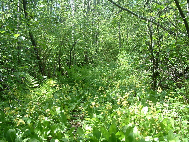 Wildflowers on E2 trail. Use the access trail branching off Chaulk's Run.