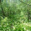 Wildflowers on E2 trail. Use the access trail branching off Chaulk's Run.