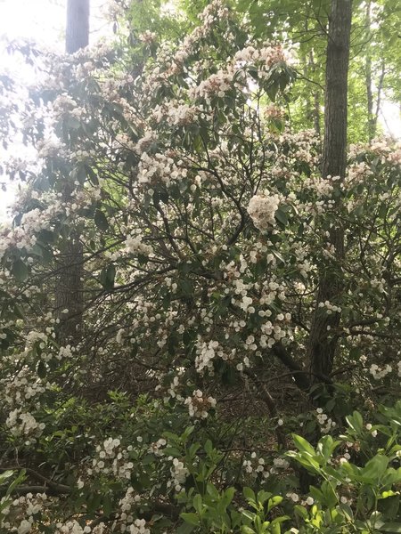 Mountain Laurel at the base of Arabia Mountain