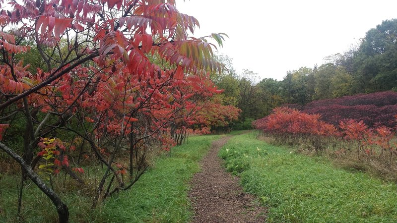 Green Grass and Red Sumac