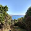Walk down towards Heyward Point through coastal forest