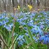 A sea of blue at the trailhead of the Schuetzen Park Wanderweg.