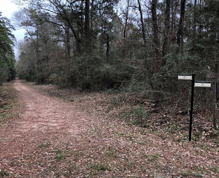 Looking east on Buckhorn Trail from Jones