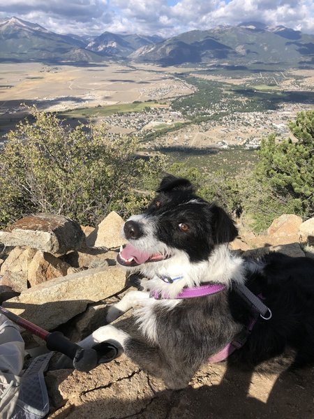 Effie on the summit in August. Mt. Princeton (14,197') on the left; Mt. Yale (14,196') obscured by clouds in center; Mt. Columbia (14,073') on the right.
