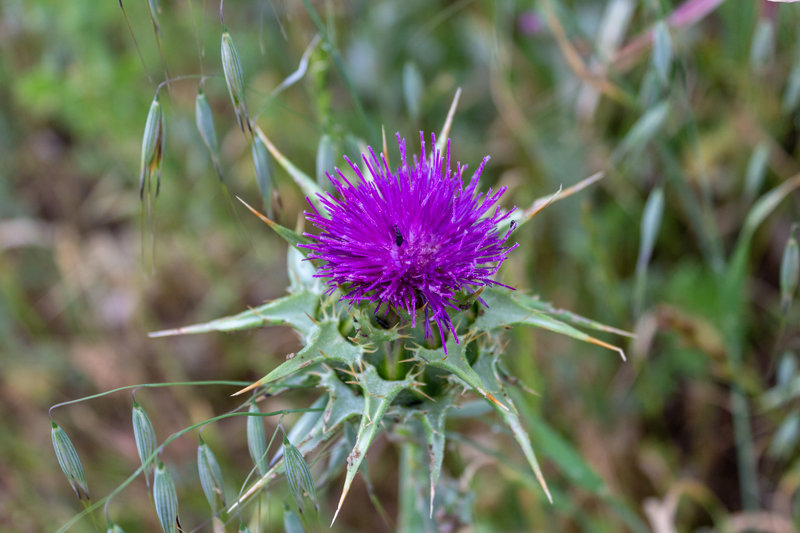 A colorful thistle next to Pena Trail