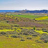 Pillar Point and harbor, San Mateo Airport and lots of bermuda buttercups from Farmers Daughter Trail