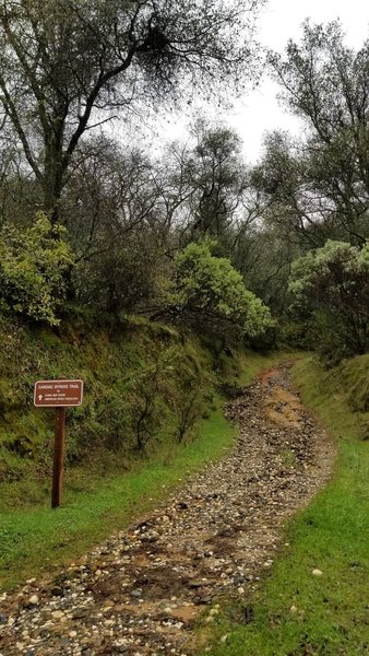 Cardiac Bypass Trail on a rainy day.