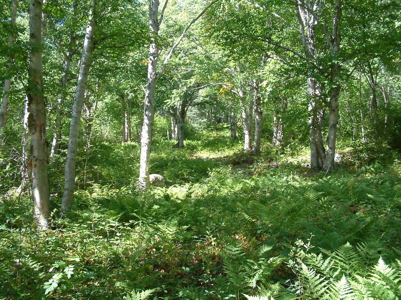 Birches Run in summer