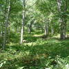 Birches Run in summer