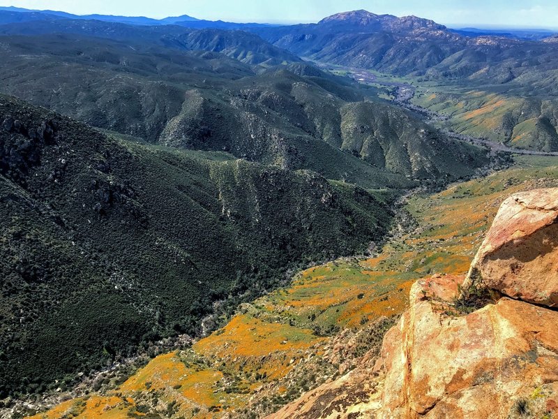 California Poppies turn the valley orange