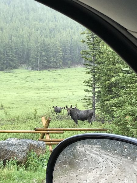 Moose! Lots of moose in this area