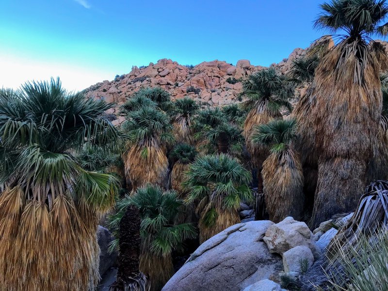 The oasis at Mortero Palms seems to explode out of the desert