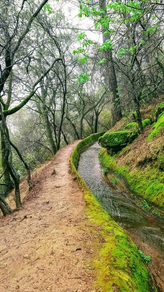 Mossy and green even with winter's leaf drop in effect