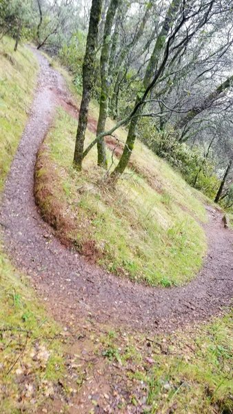 A switchback on Cardiac Trail