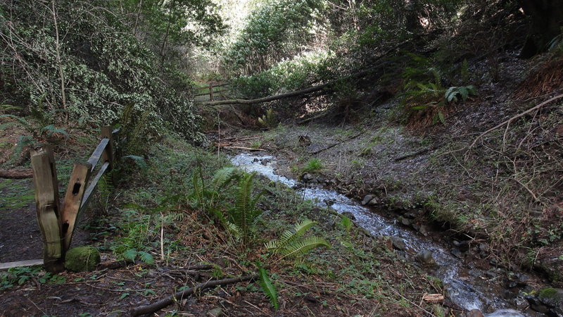 End of Stairstep Falls Trail. There is a fallen bay tree in the viewing area. This is the stream below the falls.