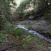 End of Stairstep Falls Trail. There is a fallen bay tree in the viewing area. This is the stream below the falls.