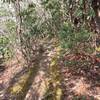 Going through the Rhododendrons.