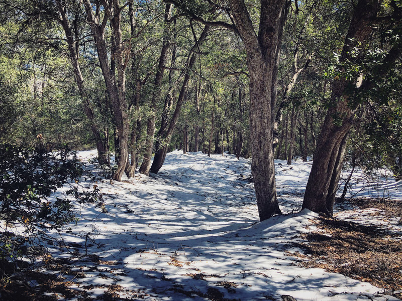 Once we passed 4500 feet, we found snow.