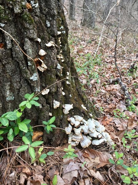 Turkey mushrooms. Also look for black locust, sugarberry and shortleaf pine.