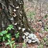 Turkey mushrooms. Also look for black locust, sugarberry and shortleaf pine.