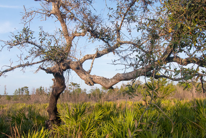 A cool, gnarly tree on the path.