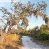 Another interesting tree along the trail.