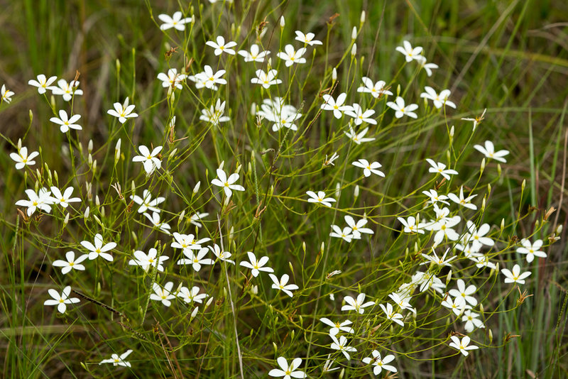 Flora along the way