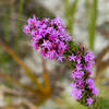 Flora along the trail.