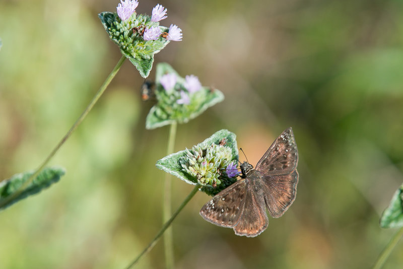 Fauna along the trail.