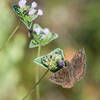 Fauna along the trail.